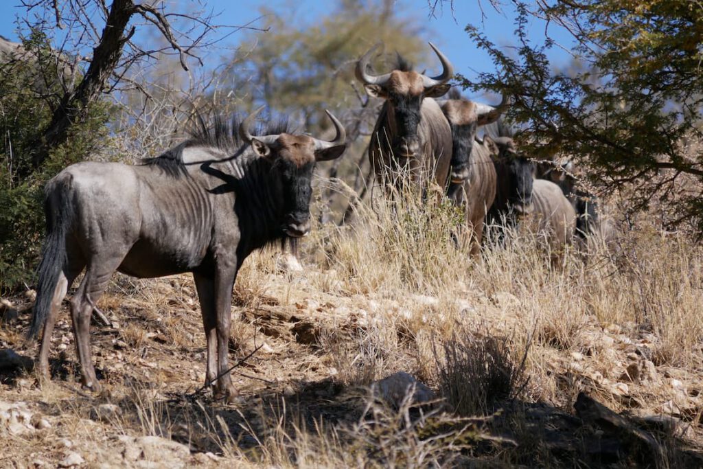 Gnus im Daan-Viljoen Game Reserve